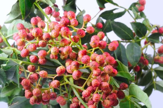 陕西花椒,耀州花椒,大红袍花椒,陕西耀州花椒,图1