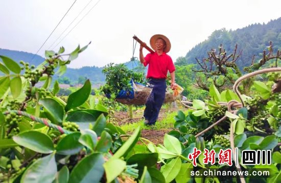 村民正在搬运花椒。衡欢 摄